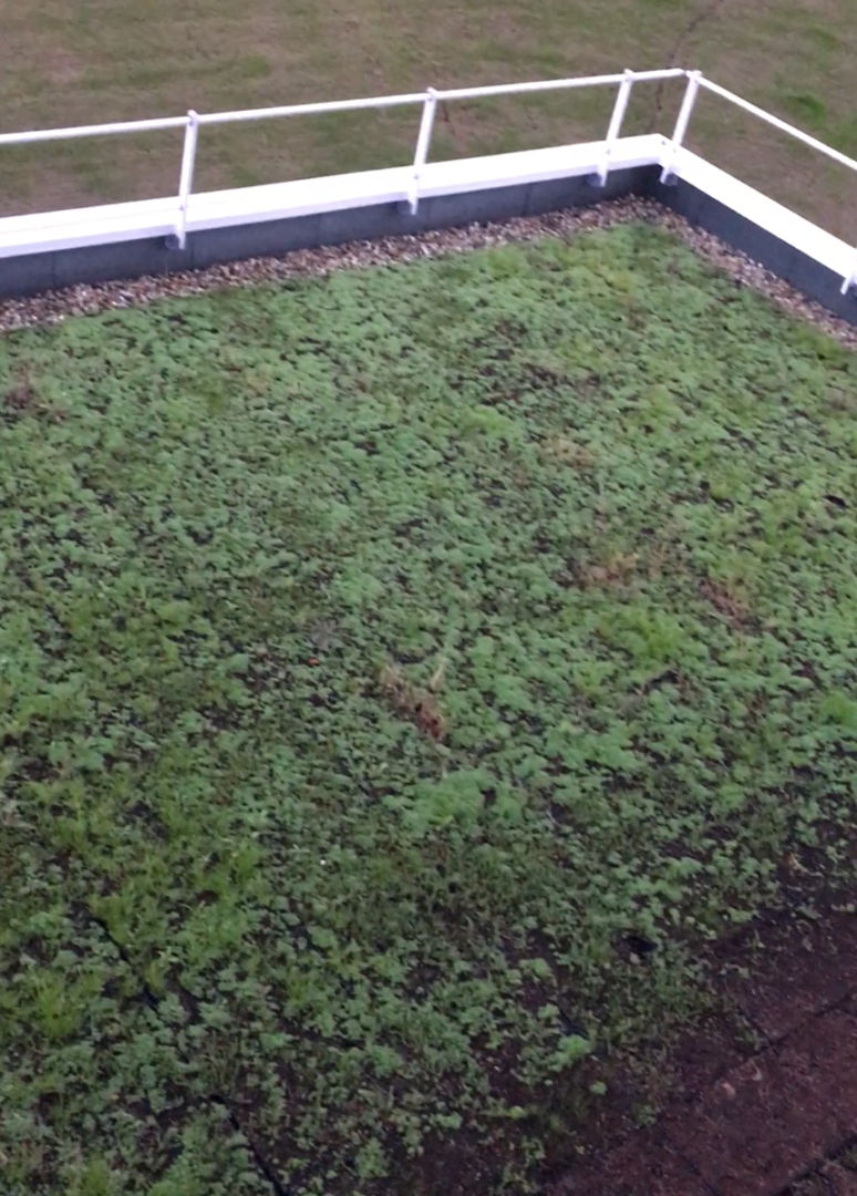 Terrasse végétalisée en vidéo